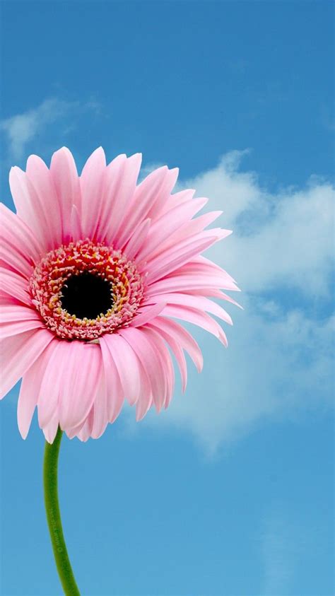 Pink Daisies Wallpapers Wallpaper Cave
