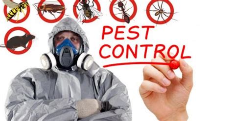 X Out Pest Services Pests And Pest Control