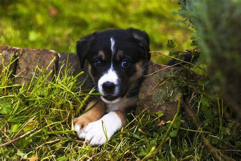 Free Images Grass Puppy Cute Canine Pet Garden Border Collie