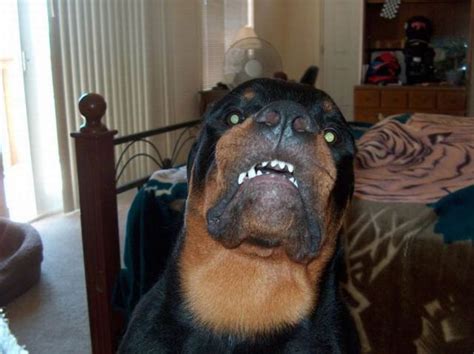 Scary 21 Pics Funny Dogs Rottweiler Dog Rottweiler