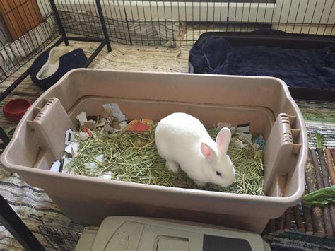 Newest Dig Box For My Bun Under All That Hay And Paper There Is About