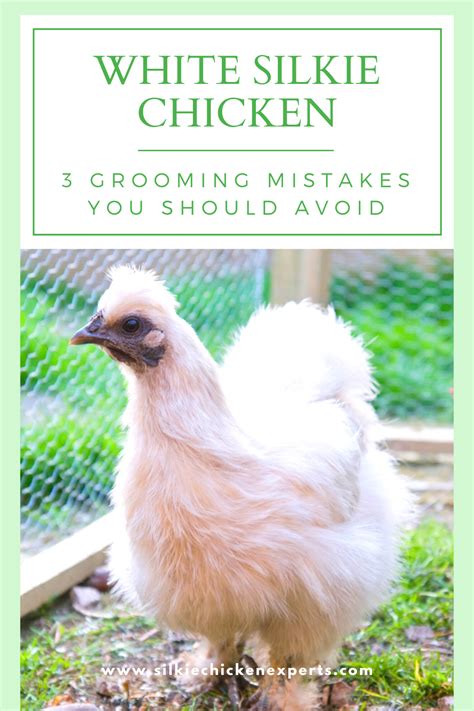 White Silkie Chickens Grooming Mistakes You Should Avoid Silkie