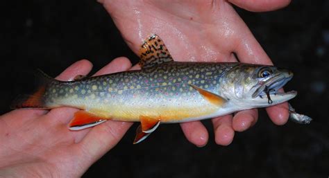 Brook Trout Pennsylvania State Fish Native Brook Trout F Flickr