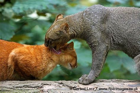 Jaguarundi Puma Yagouaroundi Red And Grey Colour Morph