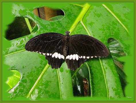 Papilio Polytes Papilio Polytes — дневная бабочка рода Pap Flickr
