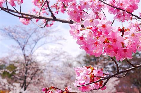 Las 10 Flores Japonesas Más Bonitas Y Su Significado ️ 2022