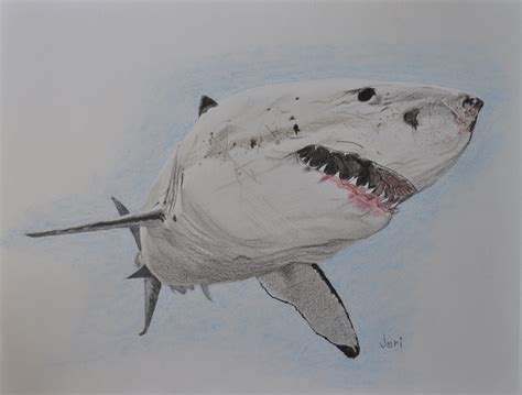A Commissioned Colored Pencil Drawing Of A Great White Shark Love