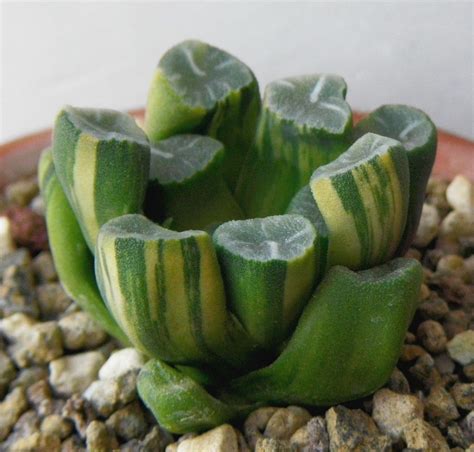 Haworthia Truncata Varmaughanii Variegatedexplantifecactus