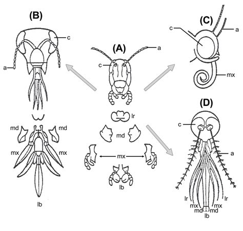 Pour les articles homonymes, voir mandibules (film). Pièces buccales (anatomie des insectes) — Wikipédia