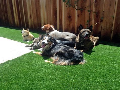 When a pet passes away, many owners find comfort in burying their beloved friend nearby. Synthetic Grass Cost Bermuda Dunes, California Backyard ...