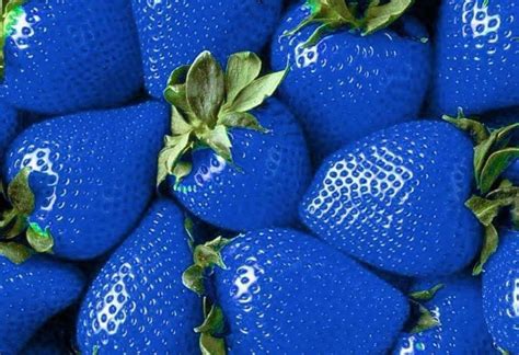 Exotic Blue Strawberry Rare Seeds For Sale Here Oz Online 8 Pp