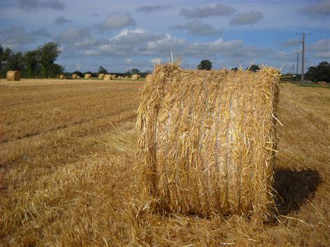 Free Images Hay Field Farm Wheat Prairie Food Harvest Crop