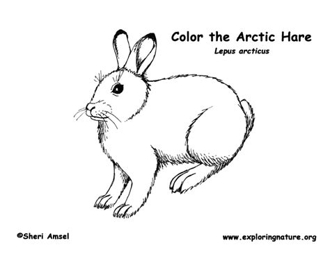 Arctic animals printable coloring pages. Arctic Hare Coloring Page