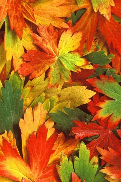 🔥 Free Download Autumn Leaf Iphone Wallpapers Free 640x960 Hd Iphone