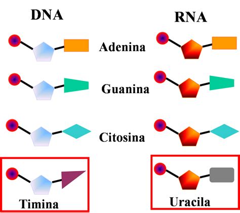 Nucleotídeos O Que São Definição Estrutura E ácidos Nucleicos