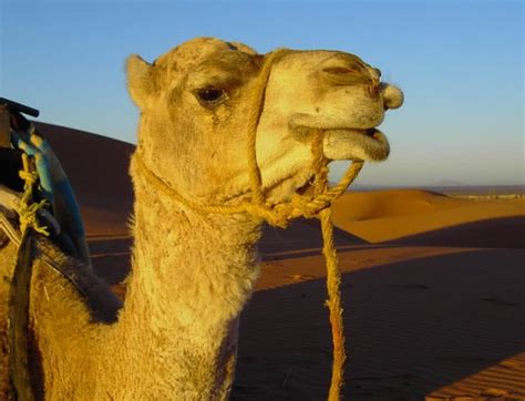 Top 10 Amazingly Adaptive Sahara Desert Animals The