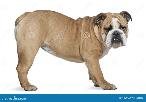 Great English Bulldog 6 Months of all time The ultimate guide | bulldogs