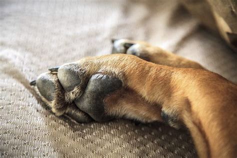 If Your Dog Licks And Chews His Feet He May Have Dry Skin Allergies