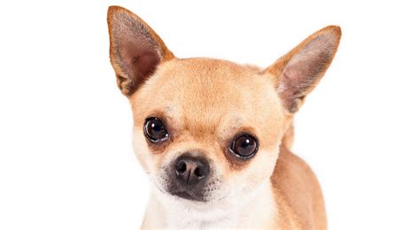 7 Things That Make Chihuahua An Amazing Breed Animalso