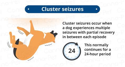 How Do You Stop Cluster Seizures In Dogs