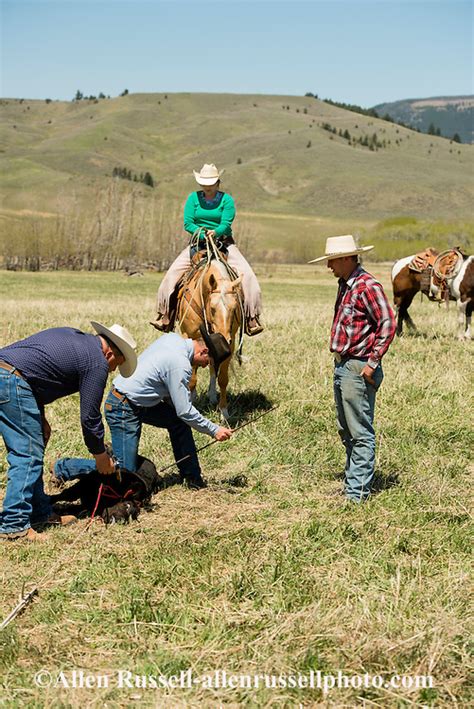Cowgirl Jessie Sarrazin Drags Calves To The Fire And Kurt Mraz Brands At Lazy Sr Ranch In