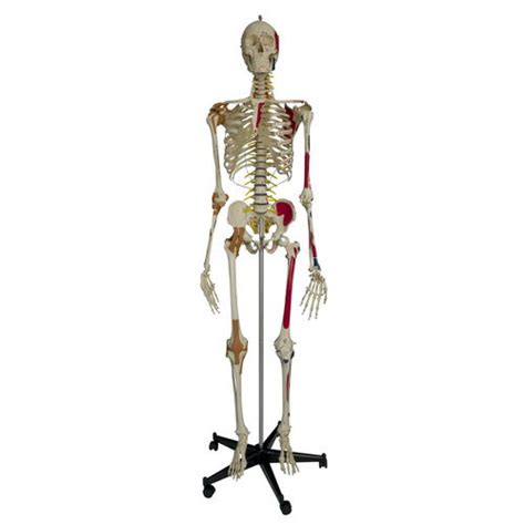 Modello anatomico di scheletro A206 RÜDIGER ANATOMIE di corpo
