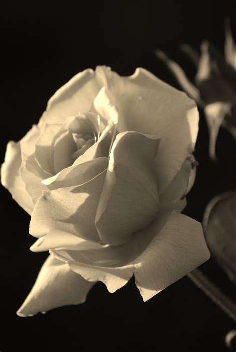 A Rose Is Still A Rose Rose Flower Power Flowers