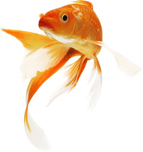 Gold Fish Png Png Image Collection