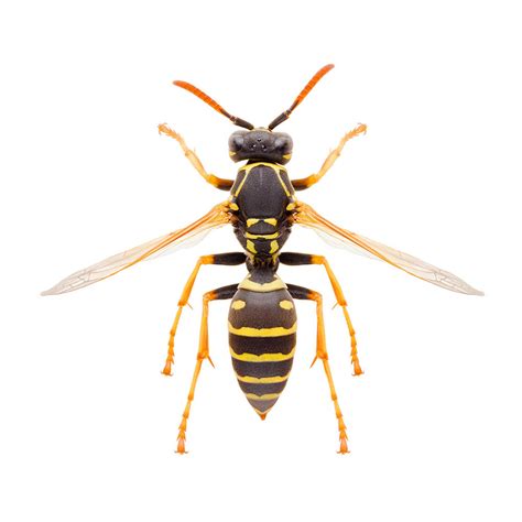 Paper Wasp Identification And Control In Pasadena Md