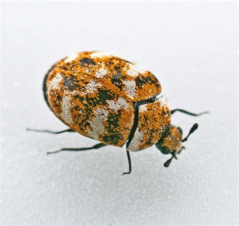 Tiny house community uk has 9,386 members. Varied Carpet Beetle | NatureSpot