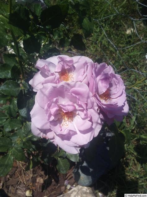 Fragrant Lavender Simplicity Rose