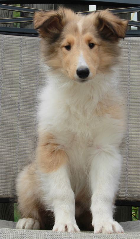 Akc Registered Collie Lassie For Sale Fredericksburg Oh Female Mia