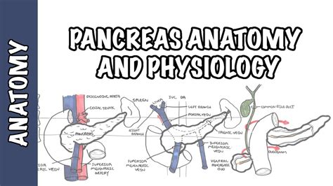 Pancreas Clinical Anatomy And Physiology Youtube