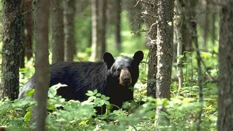 Petition · Bring Back Spring Black Bear Hunting In Ontario Vote For