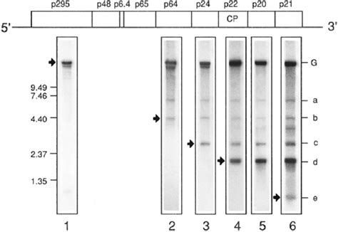 Northern Blot Hybridization With Six Gene Specific Cdna Probes Lanes 1