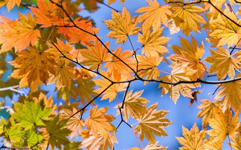 Yellow Leaves At Daytime Hd Wallpaper Wallpaper Flare