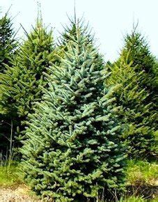 The main trunk can grow up to 4m in diameter. Trees for Sale - Evergreen, Hardwood, Fruit