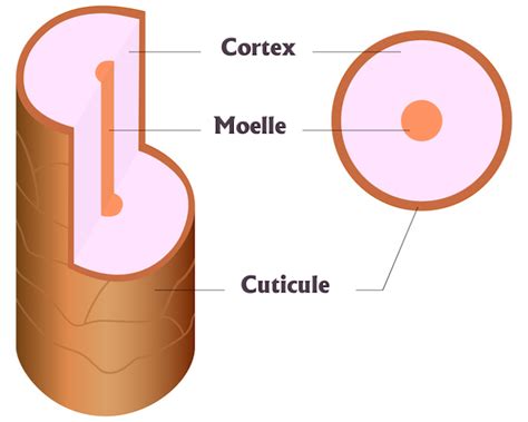 Généralités sur le cheveu Partie 3 Structure du cheveu OKAL Nature