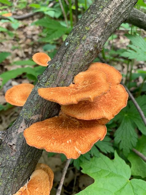 Mushroom Hunting In Wisconsin