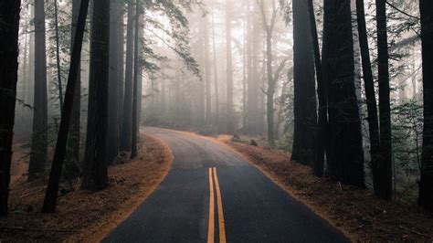 Download 1920x1080 Forest Trees Fog Road Wallpapers For Widescreen