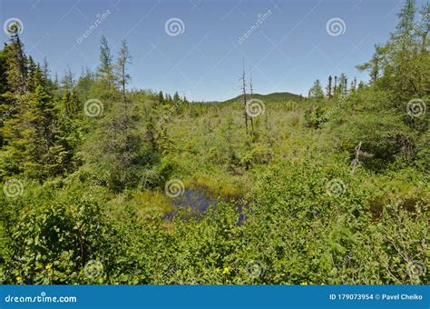 Forest Landscape Newfoundland Stock Photo Image Of Forest Country