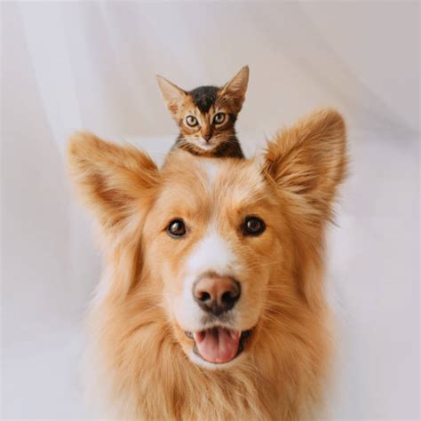 Dog Cat Stock Photos Pictures And Royalty Free Images Istock