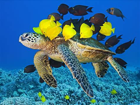 Eyewitness Hawaii Sea Turtle Pictures Ocean Animals Animals