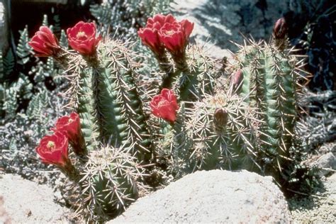 Arizona Hedgehog Cactus With Beautiful Red Blooms Arizona Cactus