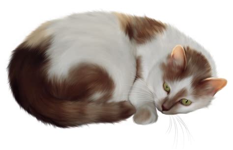 Free Cat Cliparts Transparent Download Free Clip Art