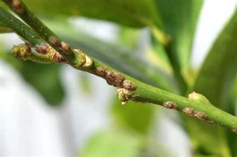 11 Citrus Tree Pests And Diseases That Can Destroy Your Grove 2023