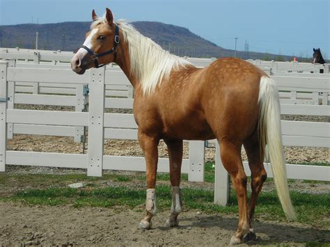 Obligations à Lendroit Des Chevaux Cheval Québec