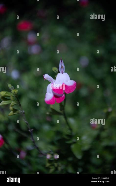 Beautiful Blooms Assorted Spring Flowers Stock Photo Alamy