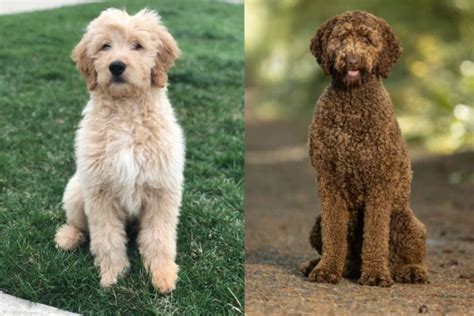 Goldendoodle Vs Labradoodle Comparing These Doodle Breeds Great Pet