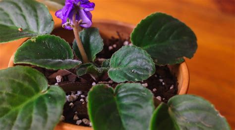 How To Prune African Violets In 4 Easy Steps